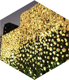 Bloom - Best Event Management in Mysuru 